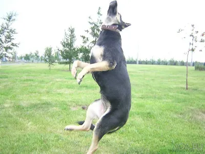 Летающая собака (8 фото) » 24Warez.ru - Эксклюзивные НОВИНКИ и РЕЛИЗЫ