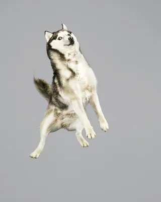 Иллюстрация 28 из 30 для Пух, летающая собака - Людмила Одинцова | Лабиринт  - книги. Источник: Ассоль