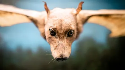 Египетская летучая собака - 72 фото