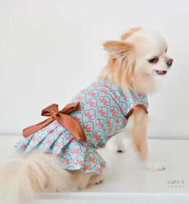 Одежда для собак на лето купить в Новосибирске в интернет-магазине «Мокрый  нос»