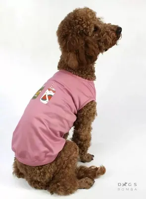 Футболки для собак, летняя одежда для собак, Освежающая дышащая одежда для  домашних животных, многоразовая мягкая рубашка для собак, удобный аксессуар  | AliExpress