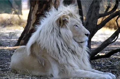 Белый лев: Отдельный подвид львов или альбинос? | ВКонтакте