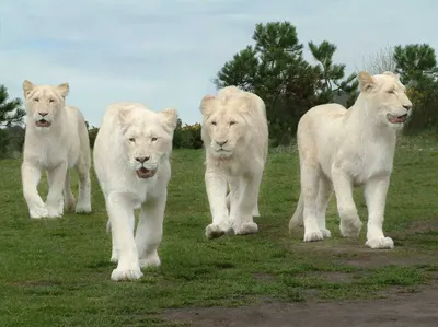 Белые львы и тигры: Их называют альбиносами, но это не альбиносы. Так в чём  причина белого цвета? | Книга животных | Дзен