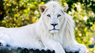 Белый Лев — стоковые фотографии и другие картинки Альбинос - Альбинос,  Белый лев, Животное - iStock