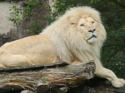 Белый лев, лев альбинос» — создано в Шедевруме