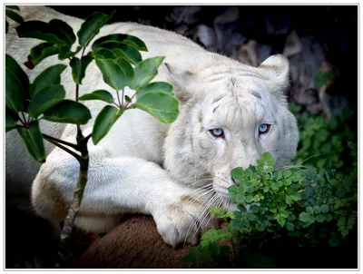 Белый лев (43 лучших фото)