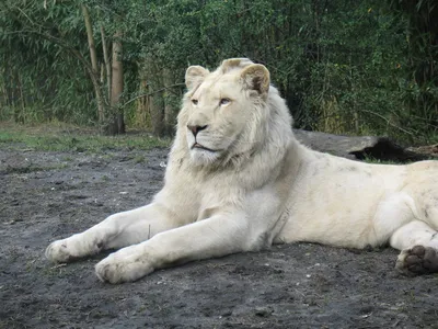 Альбинос Белый Lion Close Up — стоковые фотографии и другие картинки Лев -  Лев, Альбинос, Белый - iStock