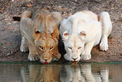В Ростовском зоопарке появился белый лев — Городской репортер —  Ростов-на-Дону