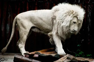 Лев альбинос с пышной гривой лежит…» — создано в Шедевруме