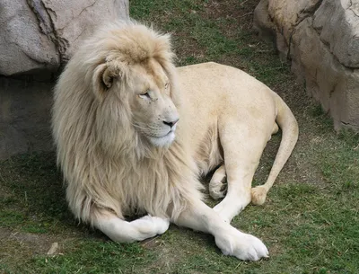 Картина - Лев, львица, белый лев, львица альбинос, красивая львица (42)  30х40 — купить в интернет-магазине по низкой цене на Яндекс Маркете