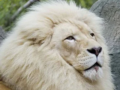 Иллюстрация лица льва наполовину альбинос на белом фоне генеративный ai |  Премиум Фото