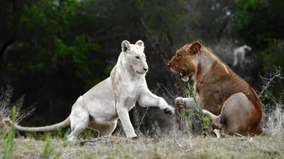 Красивый Белый Лев — стоковые фотографии и другие картинки Альбинос -  Альбинос, Африка, Большой - iStock