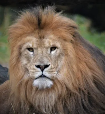 К чему снится лев: толкование по популярным сонникам