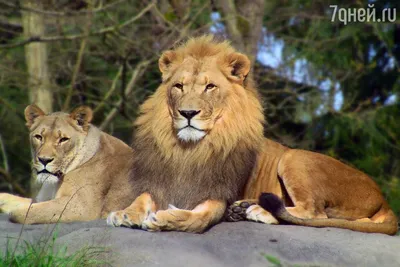 В челябинском зоопарке скончался лев Ричард 6 декабря 2021 г. - 6 декабря  2021 - 74.ру
