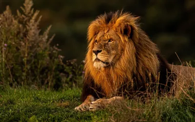 Лев в природе (53 фото) - 53 фото