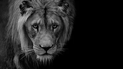 Обои лев, хищник, дикая природа, животное, черно-белый картинки на рабочий  стол, фото скачать бесплатно