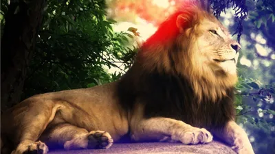 Лев - царь зверей обои для рабочего стола, картинки и фото - RabStol.net