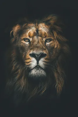 Красивые картинки львы на рабочий стол (41 лучших фото)