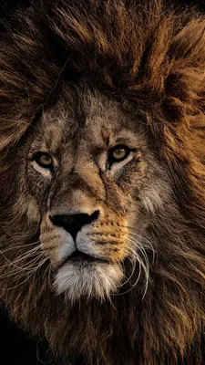 Львы и Нейросеть | Пикабу