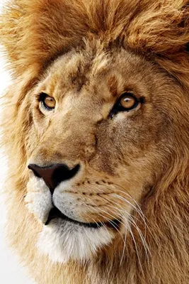 Купить Чехол для телефона с фамилией именем № 1107 Рычащий лев, пасть льва,  имя, корона в Минске