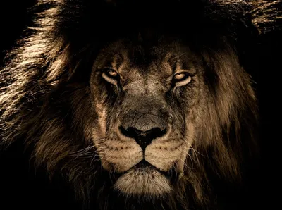 искусство, злой, животное, король, лев, HD обои для рабочего стола | Lion  images, Lion pictures, Lion photography