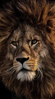 Скачать 2160x3840 лев, грива, хищник, царь зверей, морда обои, картинки  samsung galaxy s4, s5, note, sony xperia z,… | Photographie de lion, Photos  de lion, Animaux