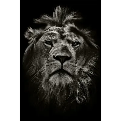 Рисунок белого льва, лев, млекопитающее, животные, кошка Like Mammal png |  PNGWing