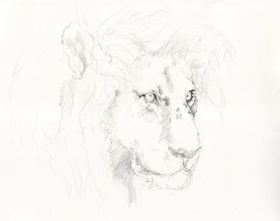Морда льва рисунок для детей - 52 фото