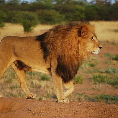 В ЮАР сняли на видео льва, защищающего прайд от туристов - РИА Новости,  08.10.2020