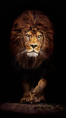 Pin by Ana Maria on Wallpapers | Lion hd wallpaper, Lion images, Lion  wallpaper iphone