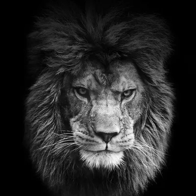 Царь зверей (58 фото) | Lion wallpaper, Male lion, Lion
