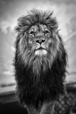 Android Wallpaper Lion Background - Live Wallpaper HD | Black and white  lion, Lion wallpaper, Lion photography