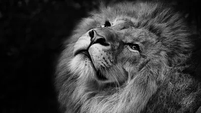 Король лев обои hd обои | Премиум Фото