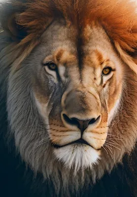 лев с большими опухшими глазами, лицо льва самца, полное шрамов, Hd  фотография фото фон картинки и Фото для бесплатной загрузки