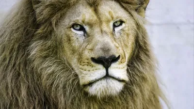 King lion hd 8k обои фон стоковое фотографическое изображение | Премиум Фото