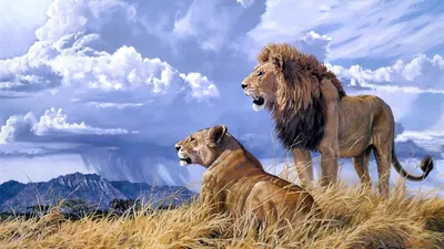 Обои лев, взгляд, лапы, хищник, животное картинки на рабочий стол, фото  скачать бесплатно