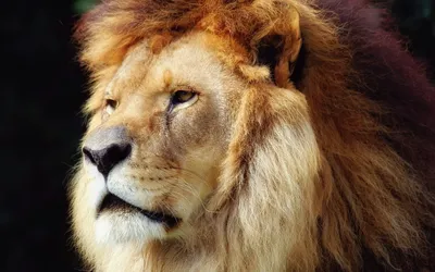 Lion HD Wallpaper free download | Дикие животные, Лев картинки, Обои с  животными
