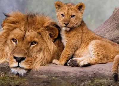 Онлайн пазл «Лев и львёнок »