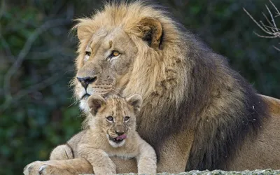 Онлайн пазл «Лев и львёнок»