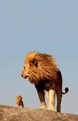 Обои лев, львёнок, животные на рабочий стол