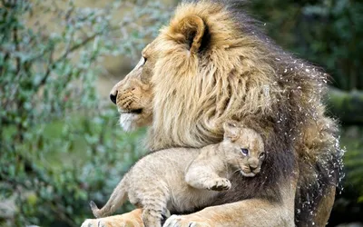 Лев и львенок - Фото клипарт - животные и звери - Животные и звери