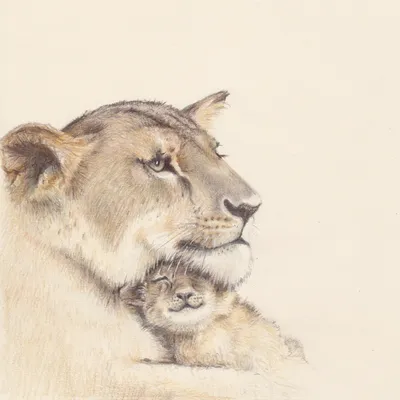 Картинки лев, львенок, малыш, ласка, природа, хищник, макро, фото - обои  1280x800, картинка №99151