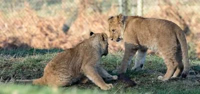 Лев и львенок на фотосессию - zoovest.ru