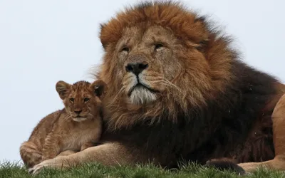 Скачать обои львы, семья, лев, львёнок, lions разрешение 2560x1600 #130048