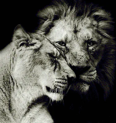 Лев чёрно белый (48 фото) | Лев, Львы, Фотографии животных
