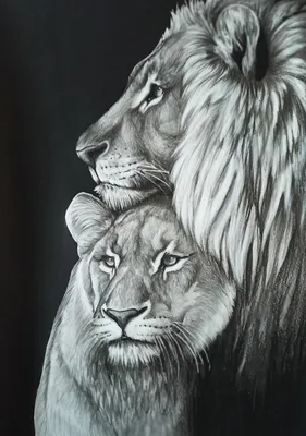 Пара львов | Пикабу