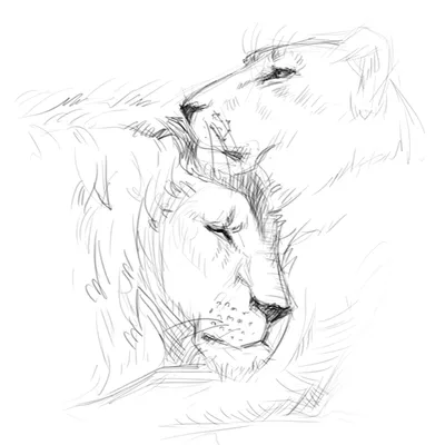Иллюстрация Лев и львица в стиле скетчи | Illustrators.ru