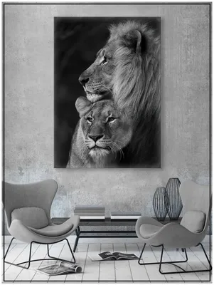 Черные львы в природе - 72 фото