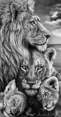 Животное лев и львица - 75 фото