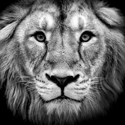 Лев черно белый - красивые фото